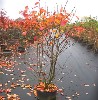 Amelanchier lamarckii